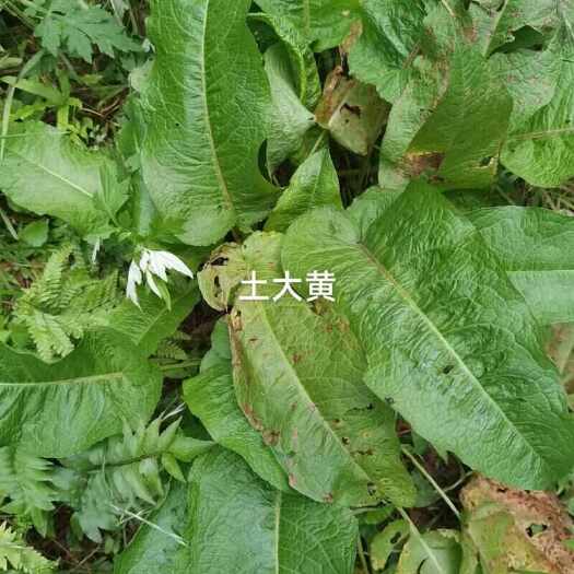 华宁县土大黄