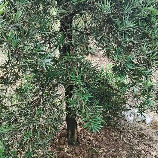 金华雀舌罗汉松