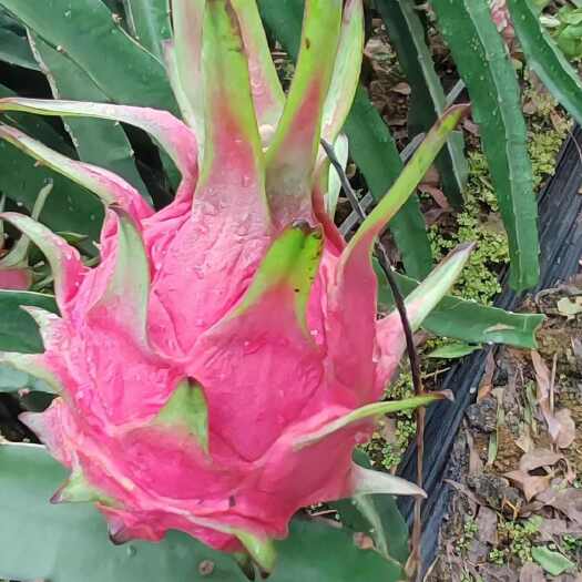 崇左广西季节水果大量上