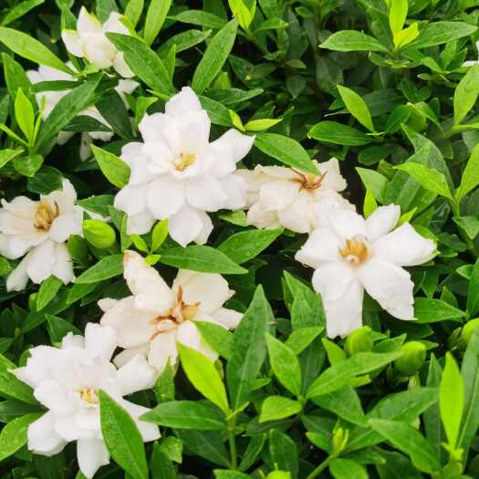 郴州栀子花大叶栀子小叶栀子易成活易管理花香四溢