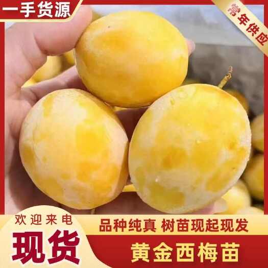 贝欧力克黄金西梅苗 品种纯真 基地现起现发 根系发达成活率高