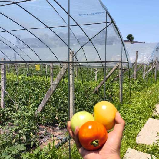 重庆市重庆綦江大棚种植自然红西红柿