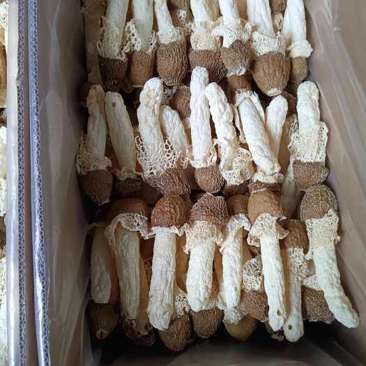 织金县原产地贵州省织金县（荣祥）红托竹荪批发