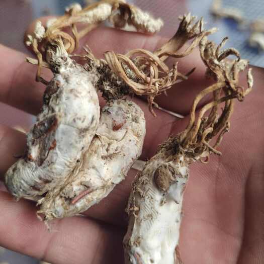 金蝉花精选货，皖南货