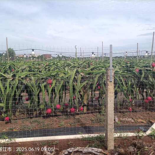 湛江甘甜多汁红芯火龙果～助农助卖