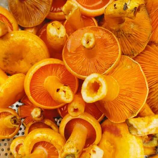 咸丰县恩施咸丰新鲜枞树菌食用菌山珍野生蔬菜