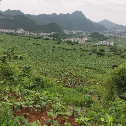 预售2025年底芭蕉芋