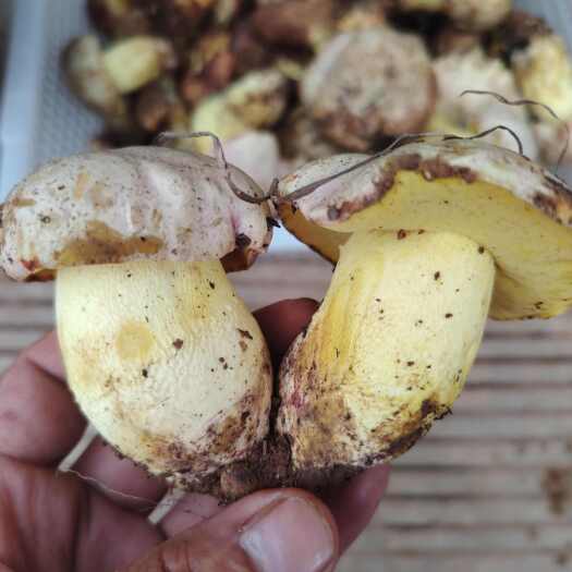 云南野生菌鲜货