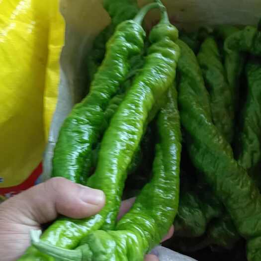 定边县新苗辣椒