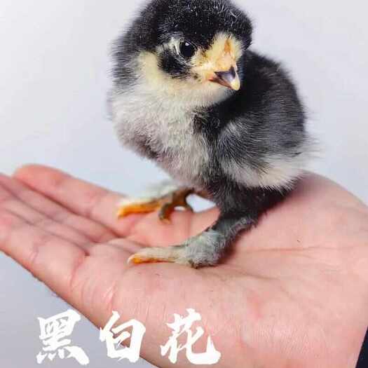 南宁婆罗门鸡苗 平台严选商家 年度荣誉商家 六年老店 企业认证