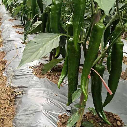 长顺县贵州高山精品8号牛角椒