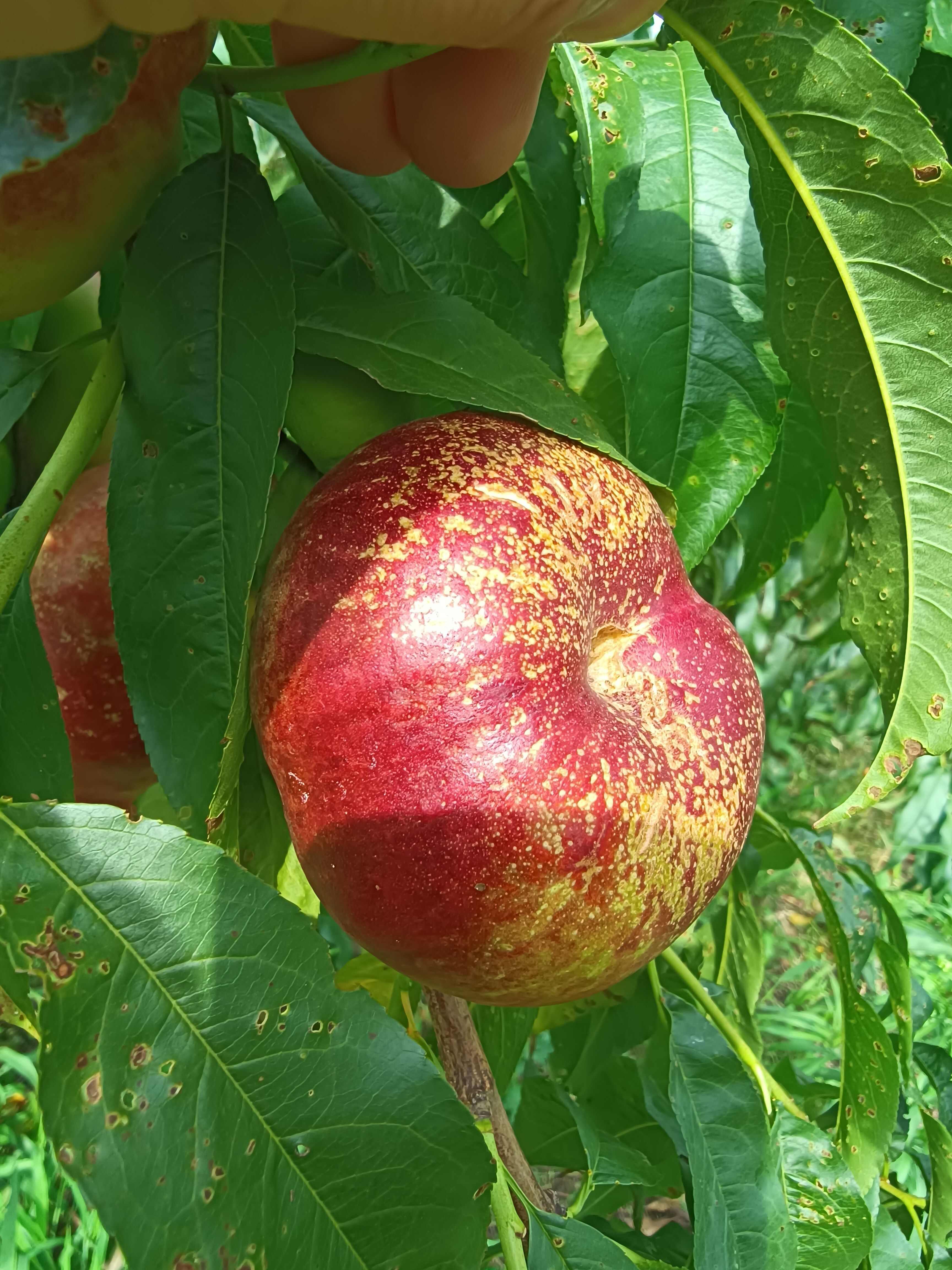 油蟠桃