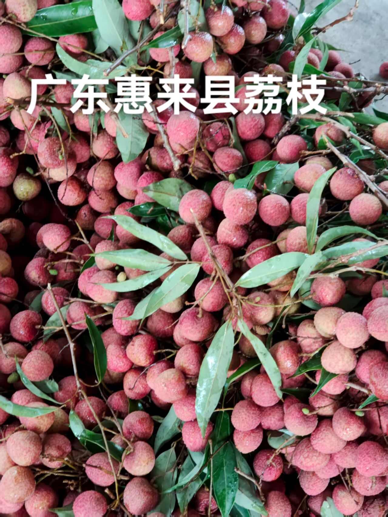 广东荔枝广东惠来荔枝黑叶荔枝桂味荔枝