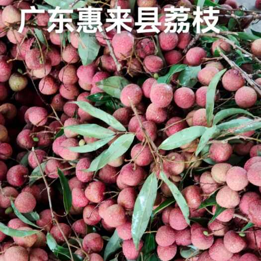 惠来县广东荔枝广东惠来荔枝黑叶荔枝桂味荔枝