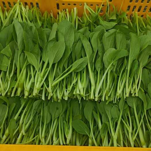 青杆鸡毛菜