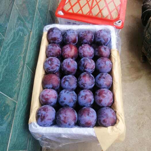 渭南黑布林李子，大量现货