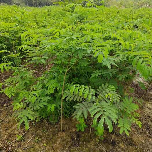 九江合欢树苗，合欢小苗地径0.5一1.5公分有现货供应！