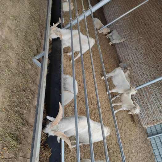 内蒙古赤峰新鲜绒山羊肉 翁牛特旗直发 优质畜牧产品