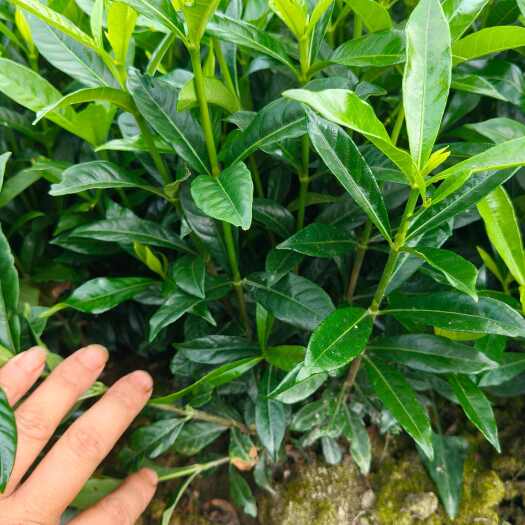 永丰县药栀子(黄栀子) 分枝有二三四五头的，枝繁叶茂