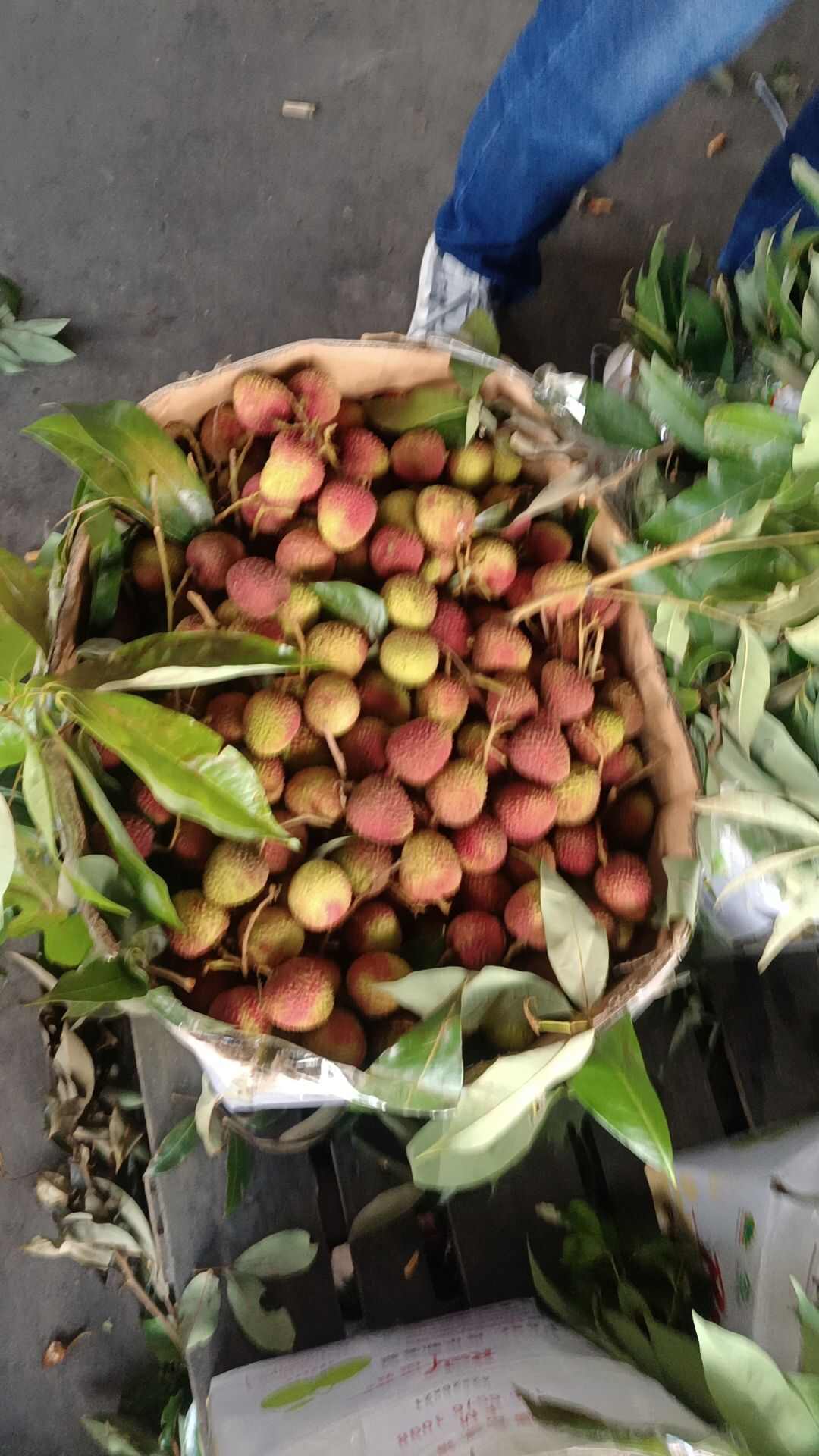 广东荔枝广东惠来荔枝黑叶荔枝桂味荔枝