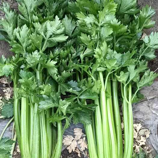 安丘市芹菜  法国皇后大量出售