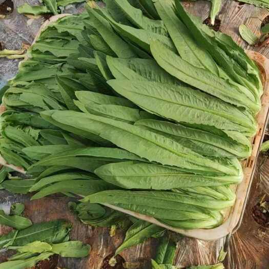 昆明油麦菜