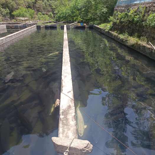 井陉县鲟鱼5-10斤1万多斤西杂