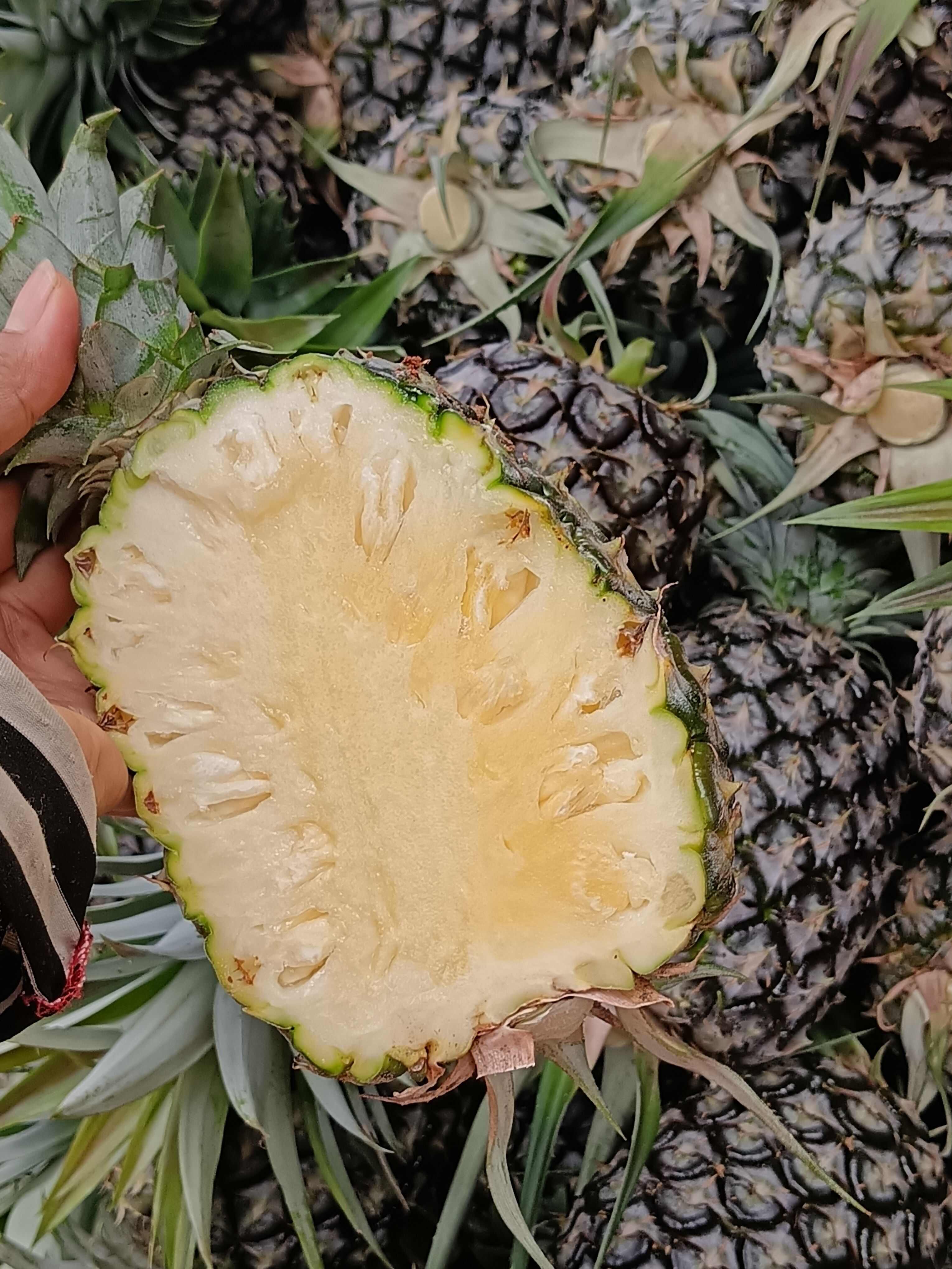 需要凤梨的老板可以参考参考，品质杠杠的自产自销无中间商赚差价