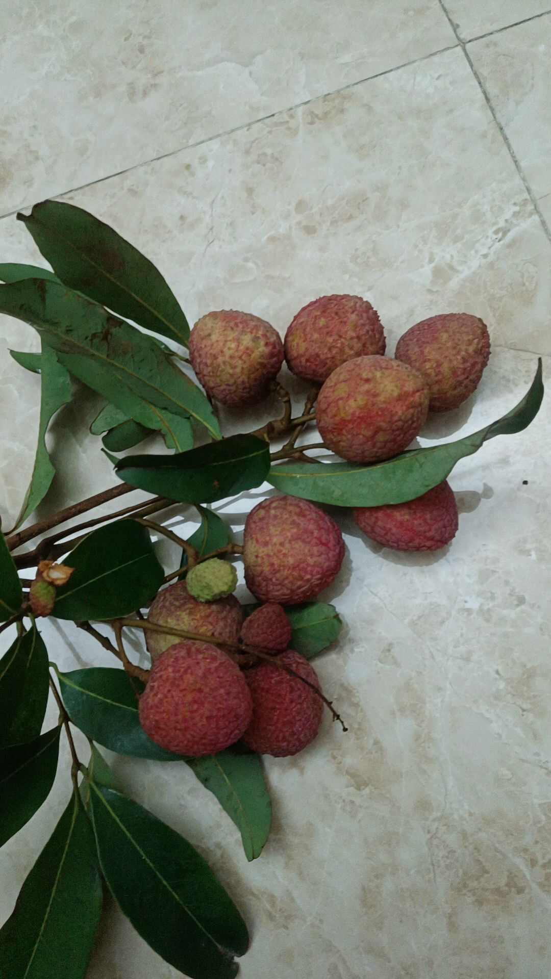 广东荔枝广东惠来荔枝黑叶荔枝桂味荔枝