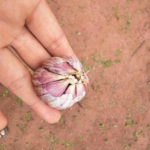 弥渡县云南红蒜 种蒜 品质保证 货品齐全 量大从优