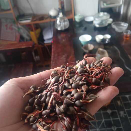 茂名新鲜现摘沉香种子