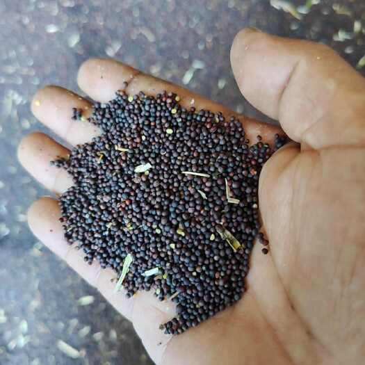 安平县大量干油菜籽