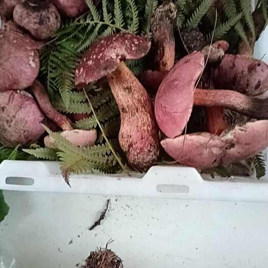 昆明云南野生菌