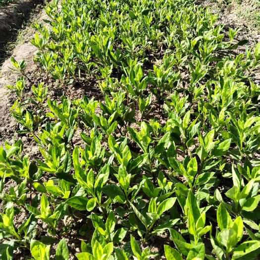 南宁平卧菊三七种苗 10cm高 包成活 药食两用 基地直供