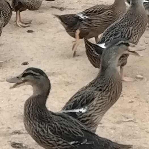 上高县鸭母