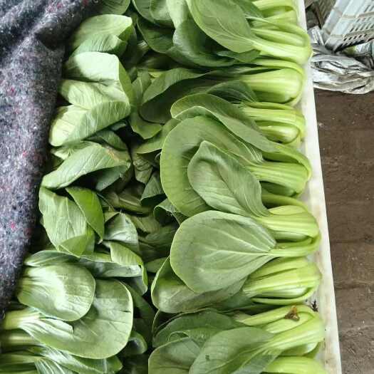 鄄城县精品油菜