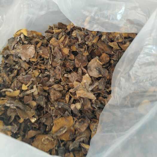 敖汉旗松树蘑菇