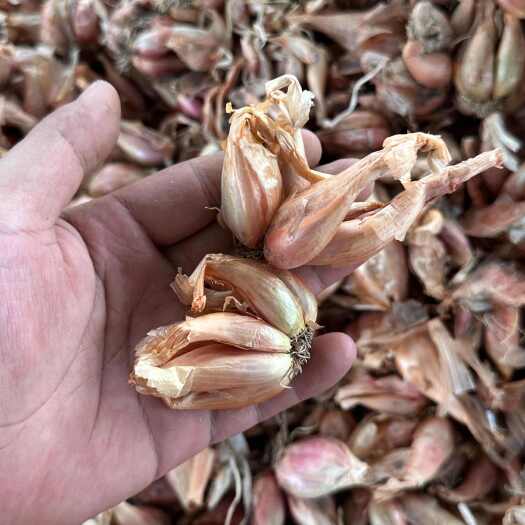 彭州市火葱  葱种 葱头 铁杆葱 小黄葱种子  产地直供  量大从