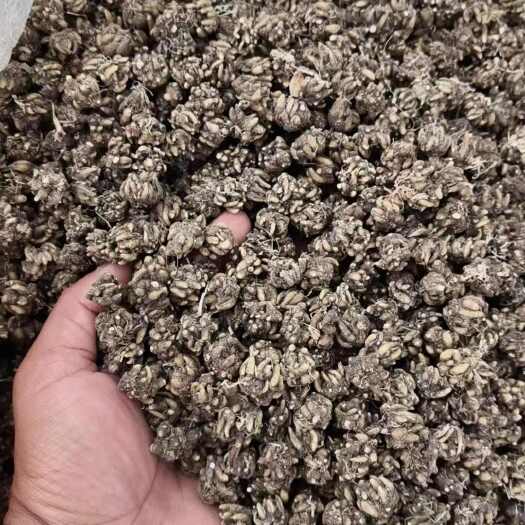 阜南县猫爪草  各种规格  各种品质都有   质量保证