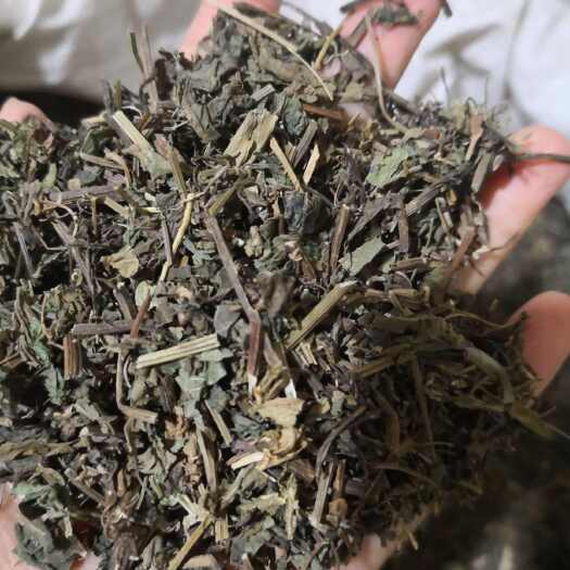 安国市绞股蓝草药 地道苦味绞股蓝 量大优惠