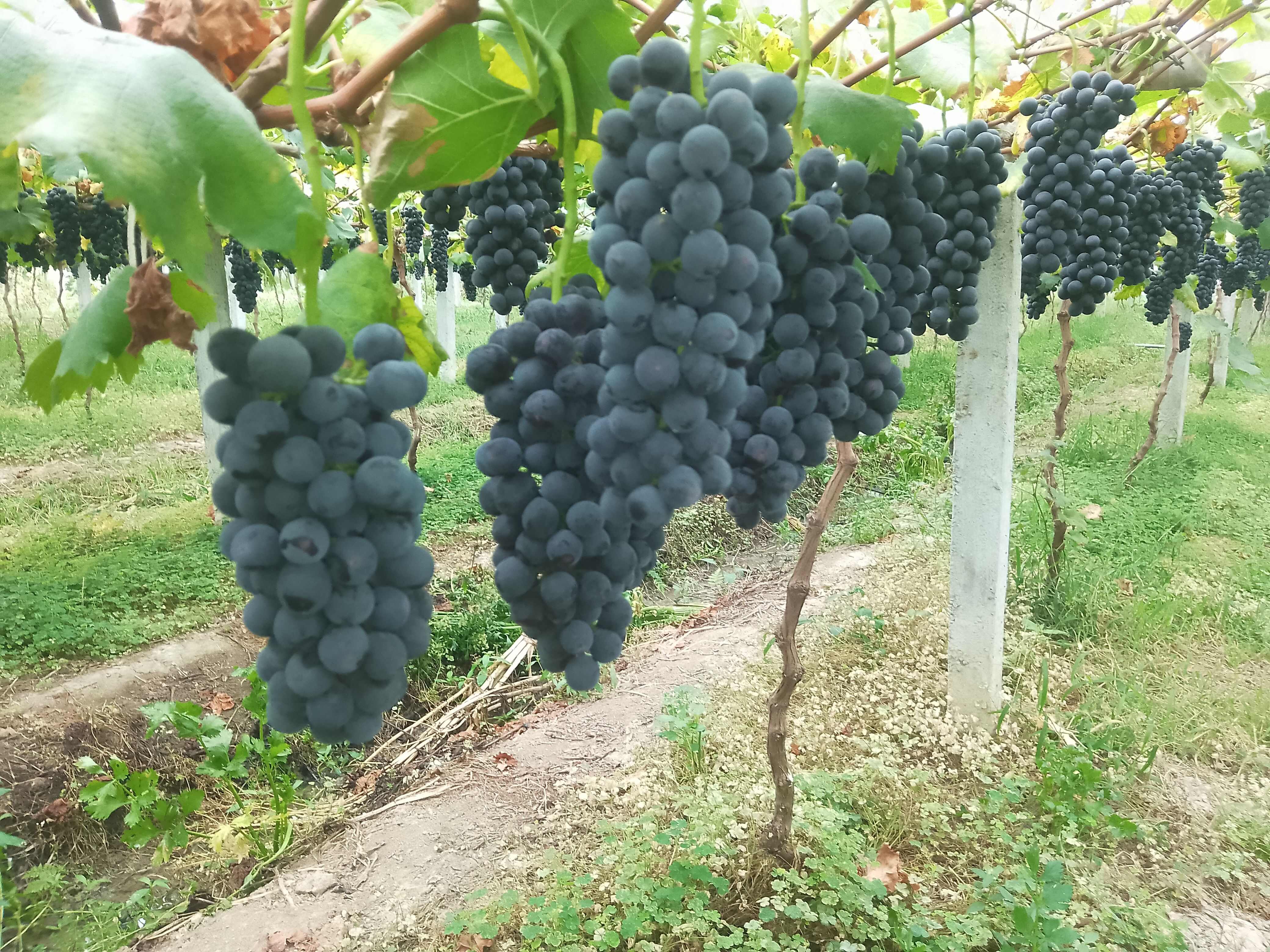 香甜多汁的南太湖特早（墨姬）葡萄成熟了