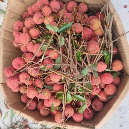 北流市工厂货，广西本地桂味荔枝统货大量有货，代收代发，