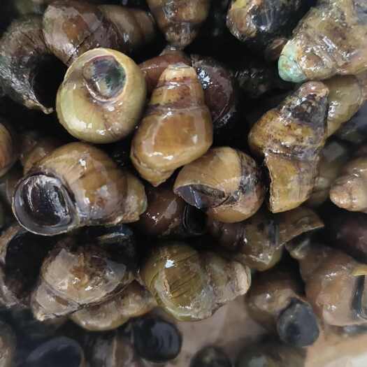 螺蛳外形小巧玲珑，壳体呈螺旋状，表面光滑细腻，色泽淡雅。