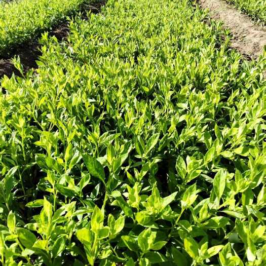 南宁“平卧菊三七种苗 10cm高 包成活 药食两用 基地直供”