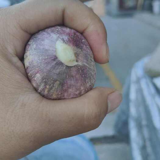 绥中县绥中紫皮大蒜独头蒜供应中