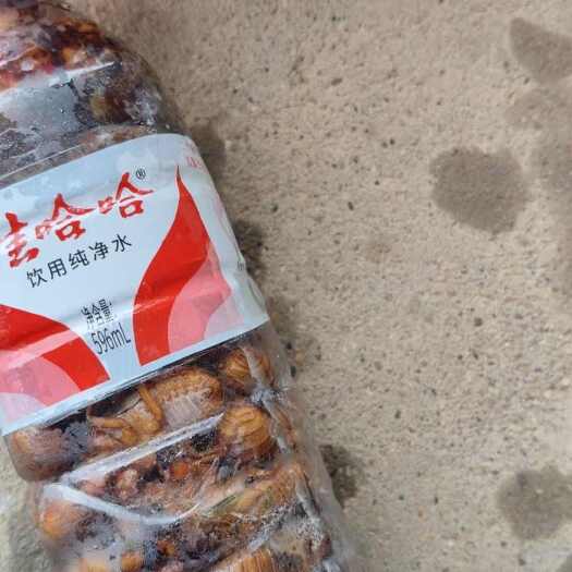沅江市蝉蛹知了猴