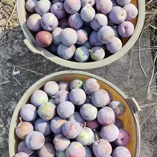 苍溪县五月脆李子：半边红李子：脆红李子蜂糖李等各种梨子猕猴桃各种梨