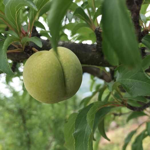 贵州蜂糖李，清脆爽口，味甜多汁，原产地发货，欢迎果商上门