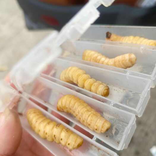 桂林斗米虫