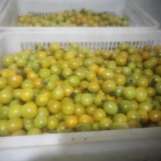 江苏南通海门区新鲜小番茄 蔬菜茄果类优质西红柿